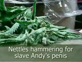 Stinging nettles hammering penis dare by andy